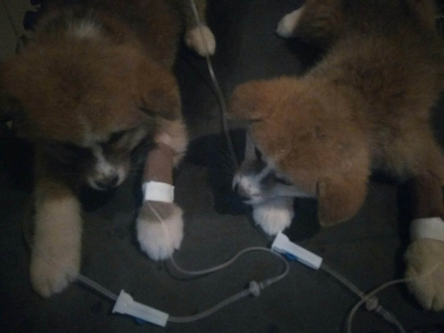 犬细小病毒治疗简单方法,犬细小病毒治疗后期康复