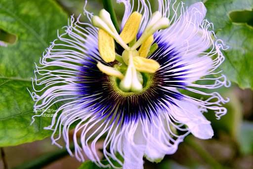 百香果的真正种植方法,种植百香果的正确方法