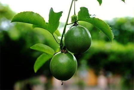 百香果的真正种植方法,种植百香果的正确方法