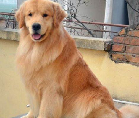 狗狗走路扭屁股是不是髋关节问题,狗狗走路摇晃是什么病