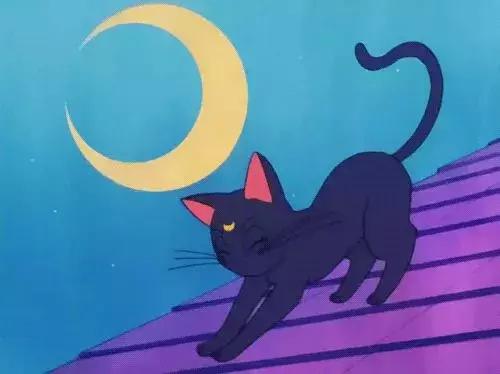 感觉自己养了一只猫是假猫 (你会觉得自己养了一只假猫吗)