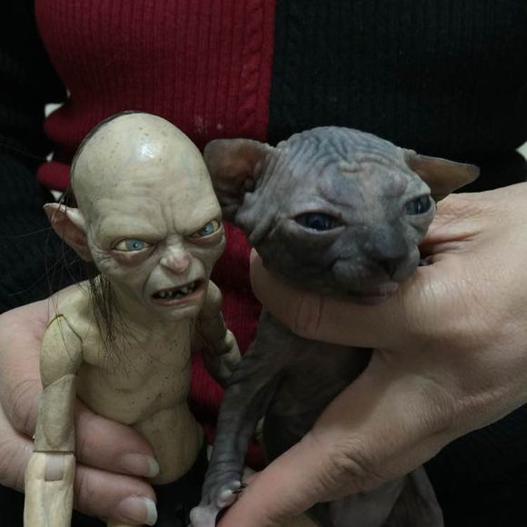 加拿大斯芬克斯无毛猫拿斧头,斯芬克斯猫被人们称为短脚猫