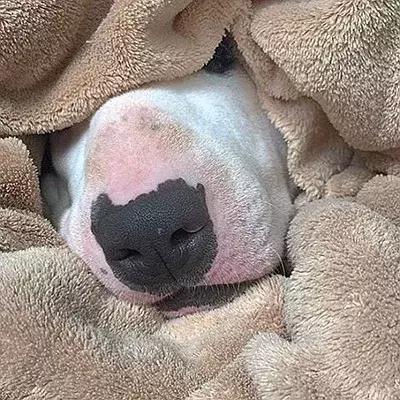 因为太爱狗鼻子，这帮老外搞了个“拜黑鼻头”神教！