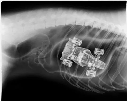 狗狗吞食异物症状,狗狗不小心吞下了异物该怎么解决