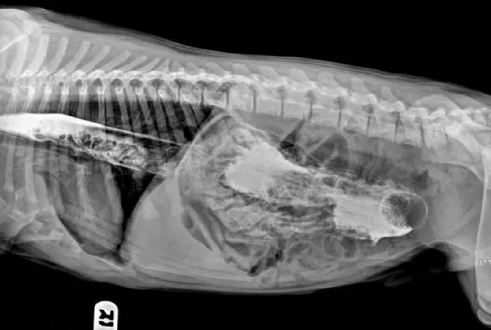 狗狗吞食异物症状,狗狗不小心吞下了异物该怎么解决