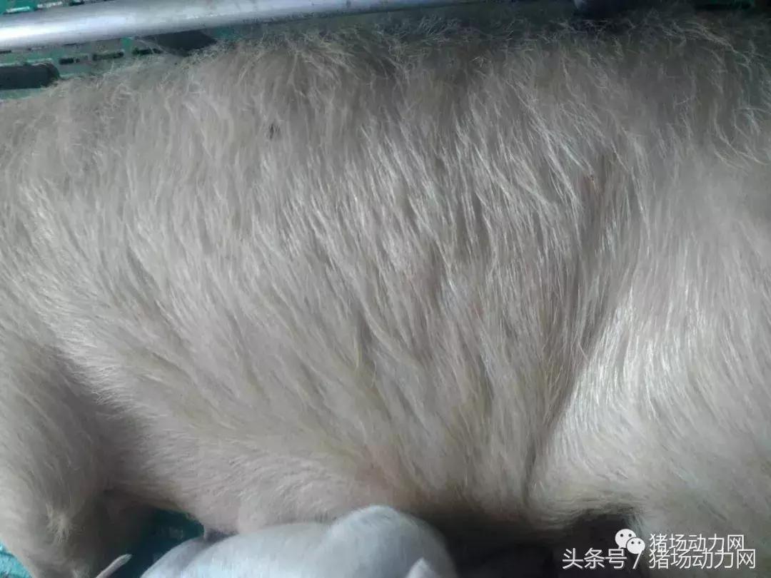 仔猪身上破溃结痂是什么病,母猪得了乳房炎怎么治疗