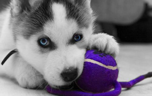 狗狗吞食异物症状,狗狗不小心吞下了异物该怎么解决