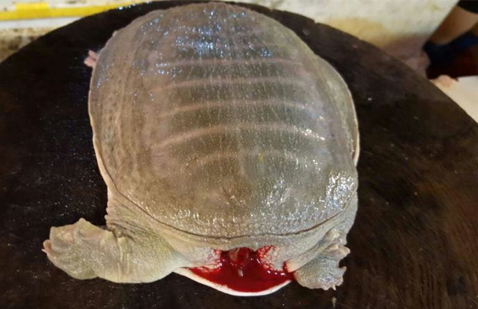 正确的宰龟方法,龟咋杀的