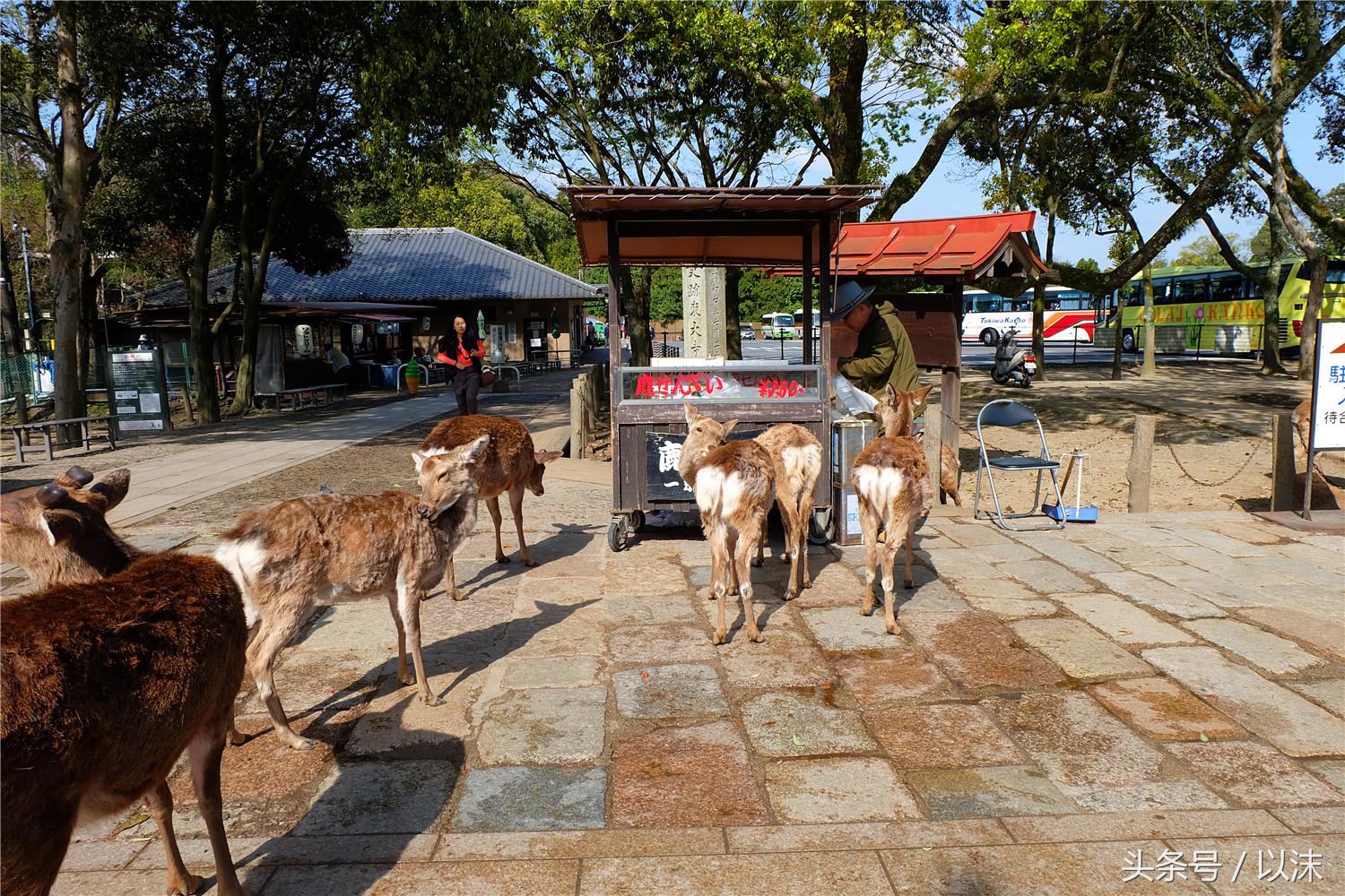 奈良公园喂小鹿视频,日本奈良公园喂小鹿