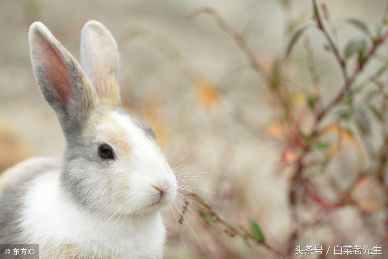 十二生肖之猴与鸡相配吗,十二生肖相配的姻缘表图