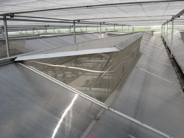 夏天为什么你的温室大棚不能用，而别人家的温室大棚里凉爽宜人