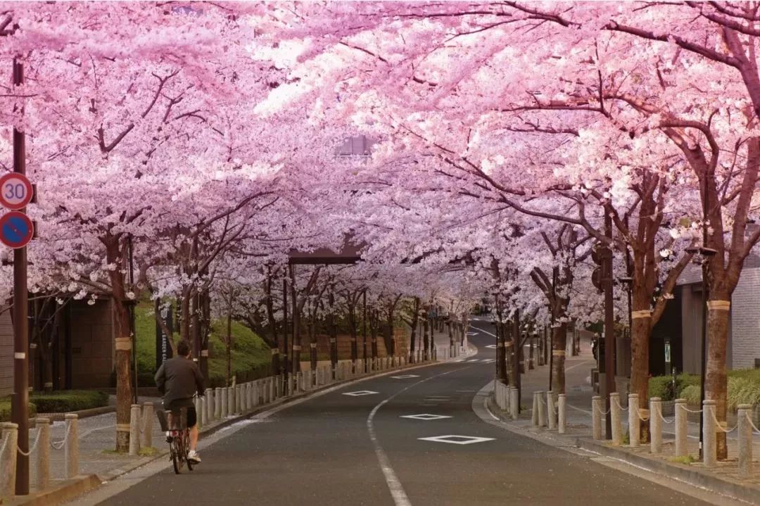 最美樱花季在哪里,南京赏樱大全带你去看最美樱花