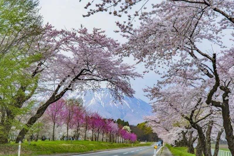 最美樱花季在哪里,南京赏樱大全带你去看最美樱花