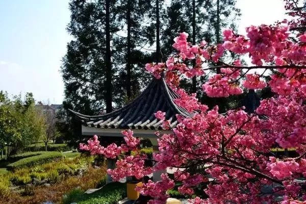 最美樱花季在哪里,南京赏樱大全带你去看最美樱花