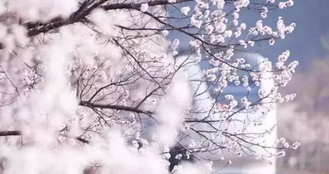 最美樱花季，国内外赏樱攻略在此！好看，好吃，好买！