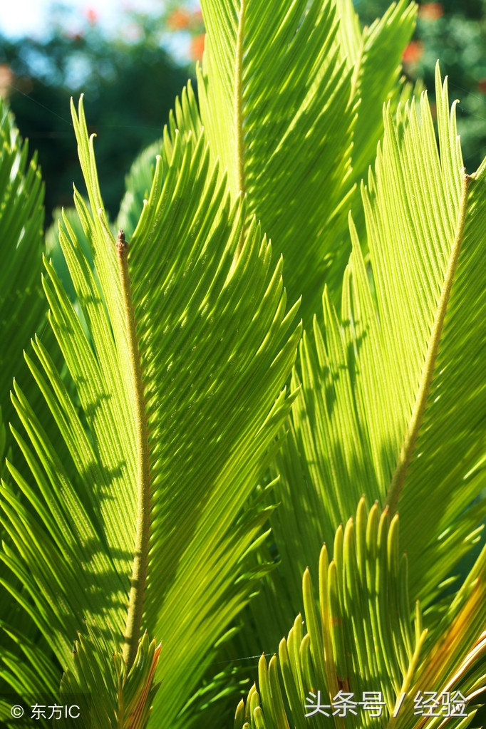 苏铁干尖黄叶能养好吗,苏铁树的叶尖发黄怎么办