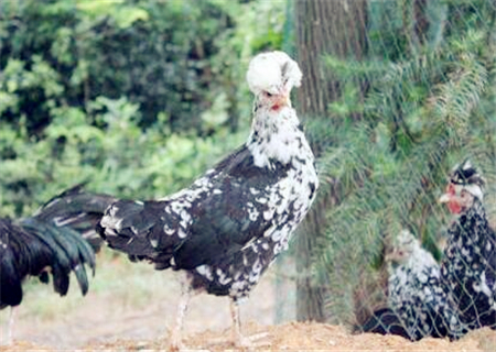 贵妃鸡的养殖前景和需求如何,散养贵妃鸡多少钱一斤