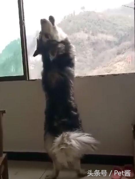 哈士奇听到会狼嚎的声音,哈士奇每天早上准时叫
