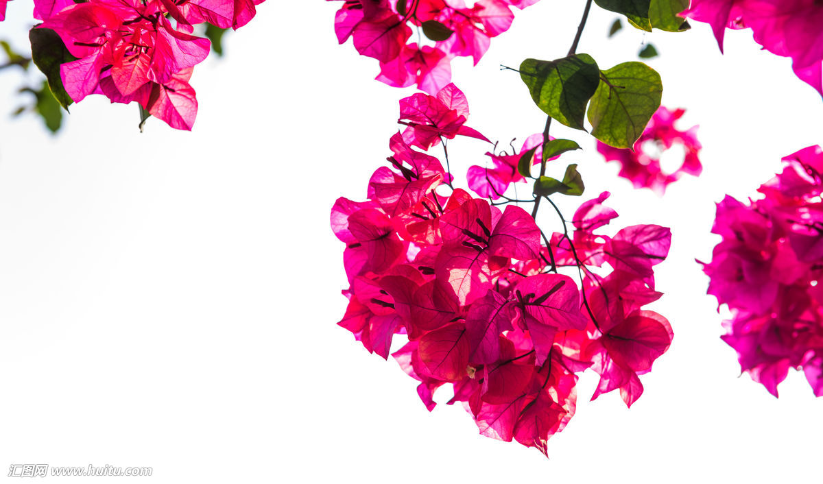 三角梅上出现蚜虫怎么办,三角梅的蚜虫怎么防治效果好呢