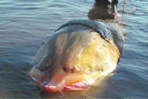 东北黑龙江最著名的河鱼,黑龙江野生鱼