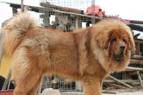 中国藏獒十大獒王,中国藏獒十大獒王排名