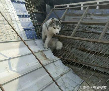男子晒成年哈士奇，问值多少钱，网友：能蠢成这样的一般都贵...