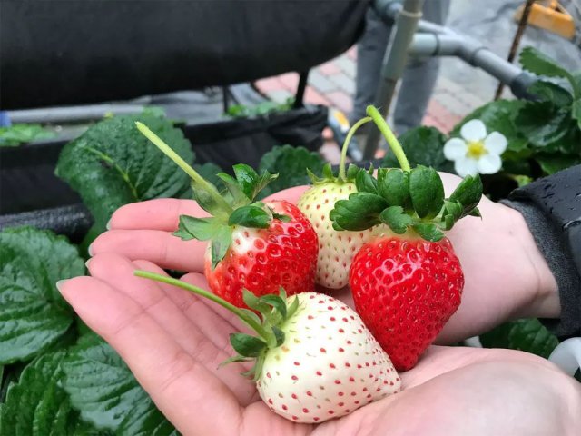 陈冠希吃的苹果,陈冠希吃的白草莓什么品种