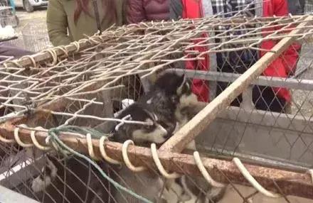 农民工500卖哈士奇，却没人敢买，路人教他喊“不拆不要钱”