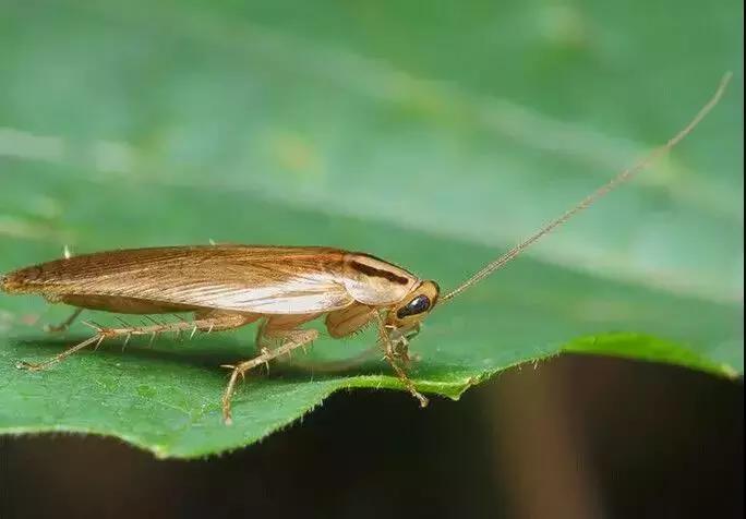 南方的“小强”,能把东北爷们活活吓哭!教你4招拿下它们