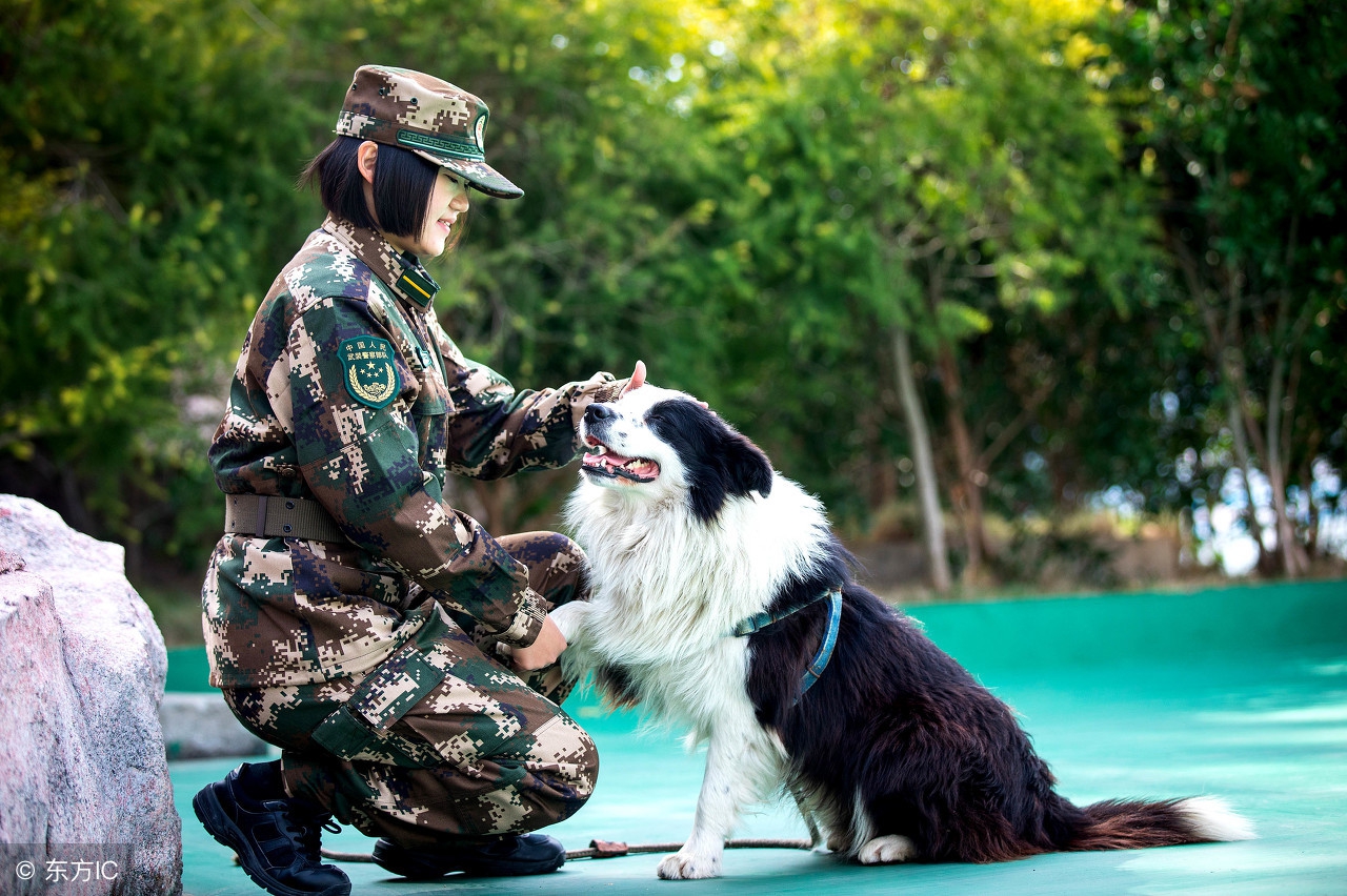 边境牧羊犬日常护理,边境牧羊犬美容护理方法