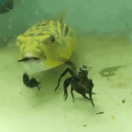 牙好胃口好的鱼，蜈蚣蝎子当零食，啃水蛇像吃面条