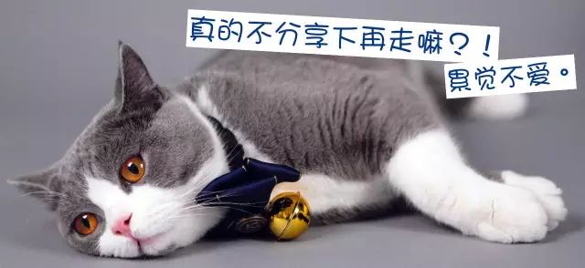 猫洗澡和spa哪个好,猫咪真的喜欢做spa