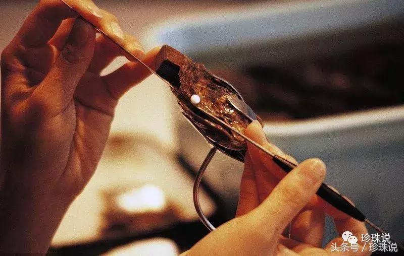 珍珠养殖全过程,养殖珍珠蚌技术