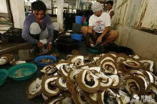 珍珠养殖全过程,养殖珍珠蚌技术