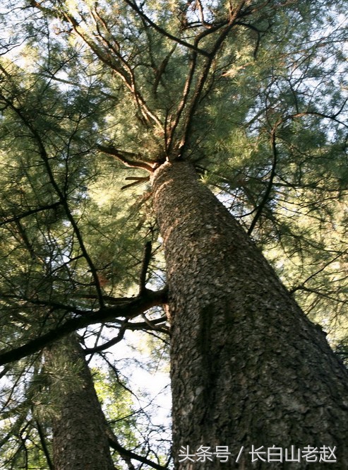 正宗东北长白山红松子,东北长白山野生核桃松子