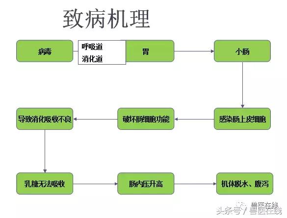 猪流行性腹泻的最佳治疗方法,猪流行性腹泻病毒存活多长时间