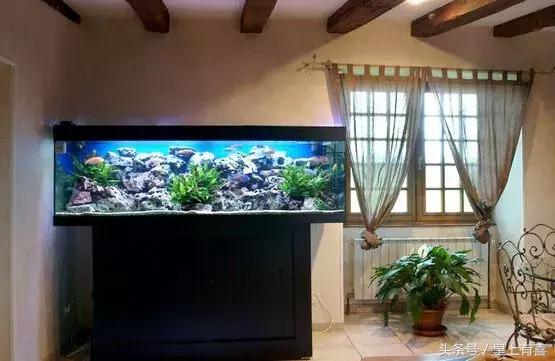 家养鱼怎么养才能旺财运,几种提升财运的小方法养鱼