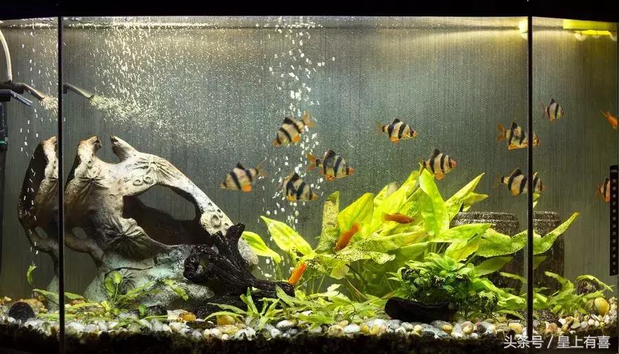 家养鱼怎么养才能旺财运,几种提升财运的小方法养鱼