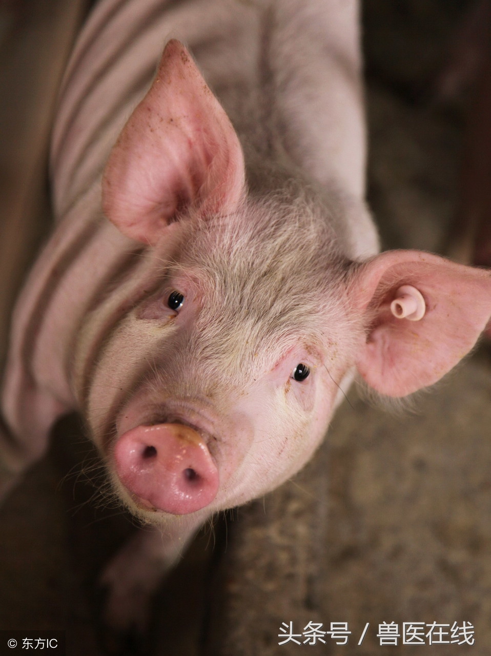 正确看待蓝耳病很重要！