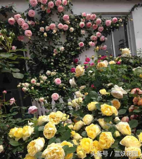 月季不能浇什么水,月季施肥不当怎么处理