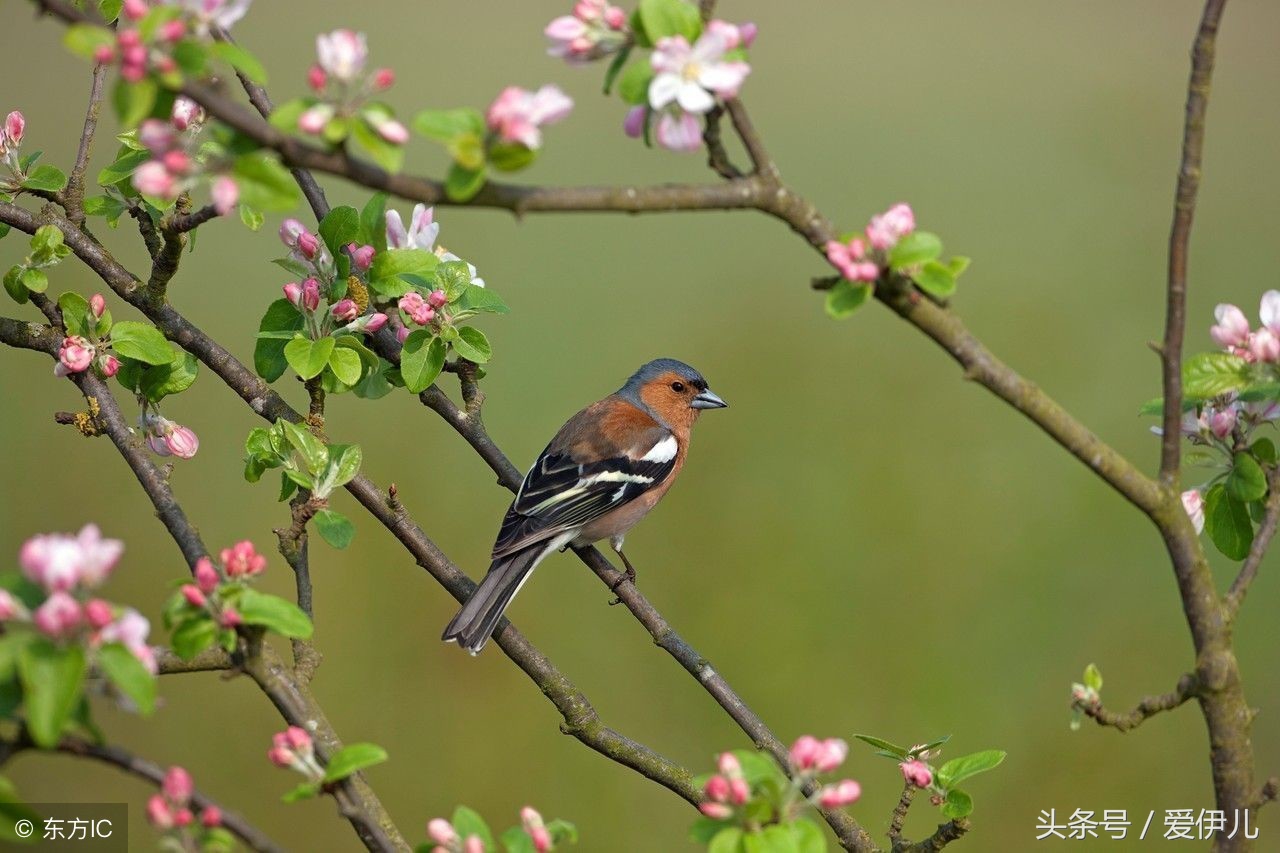 写春燕最美的诗词名句,描写春天燕子的诗句古诗词