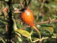 这些好吃的水果你吃过吗,这些好吃的零食你吃过吗