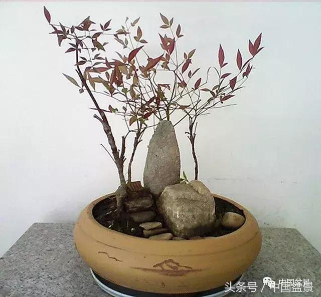 南天竹盆景鉴赏,南天竹盆景能放室内吗