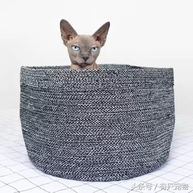 猫咪掉毛不吃化毛膏,无毛猫斯芬克斯掉毛吗