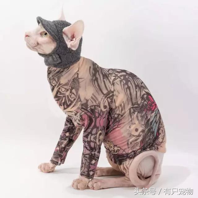 猫咪掉毛不吃化毛膏,无毛猫斯芬克斯掉毛吗