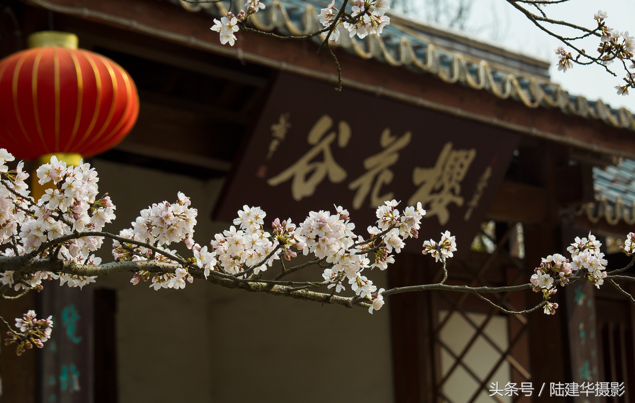 太湖赏樱花鼋头渚旅行攻略,太湖鼋头渚风景区看樱花旅游攻略