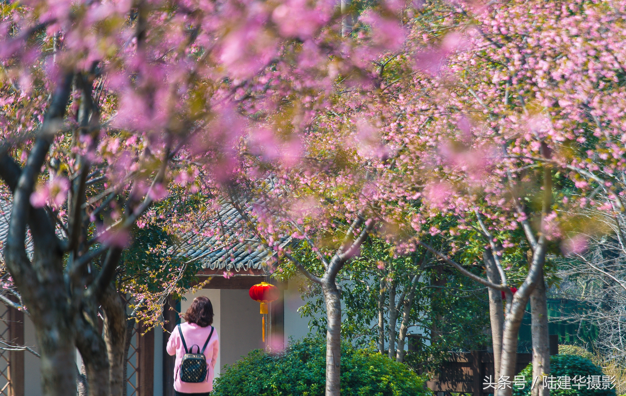 太湖赏樱花鼋头渚旅行攻略,太湖鼋头渚风景区看樱花旅游攻略
