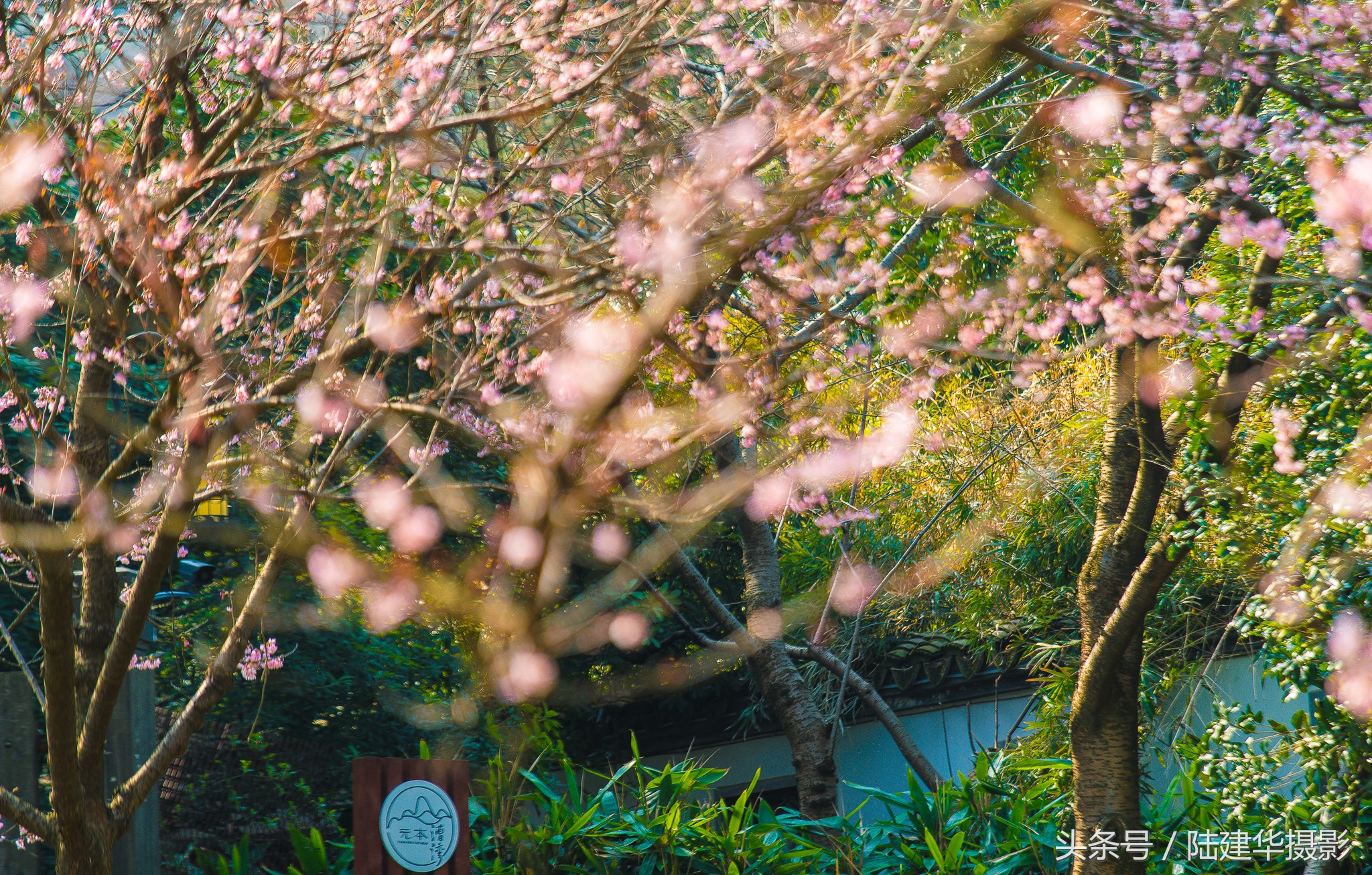 太湖赏樱花鼋头渚旅行攻略,太湖鼋头渚风景区看樱花旅游攻略