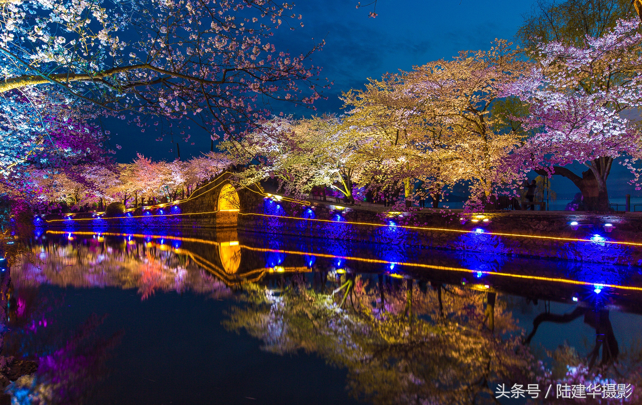 太湖鼋头渚樱花谷,鼋渚樱花是春天最浪漫的邂逅