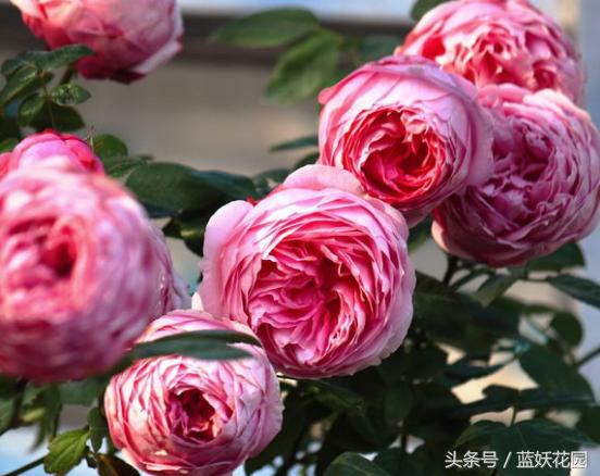 地栽月季怎么浇水,地栽月季浇水的最佳时间